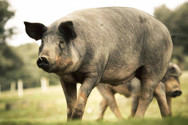 伊比利亚黑猪  世界八大名猪 - 1