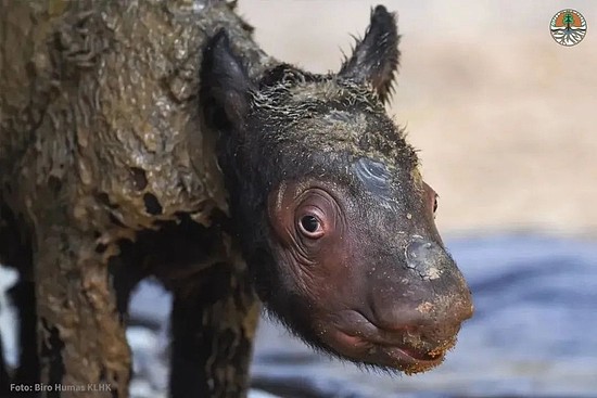 仅存30头的苏门答腊犀，最近迎来了新生儿！ - 2