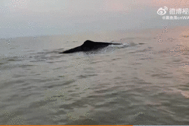 沙滩上的巨鲸尸体，从哪里来，又将去往何处？ - 2