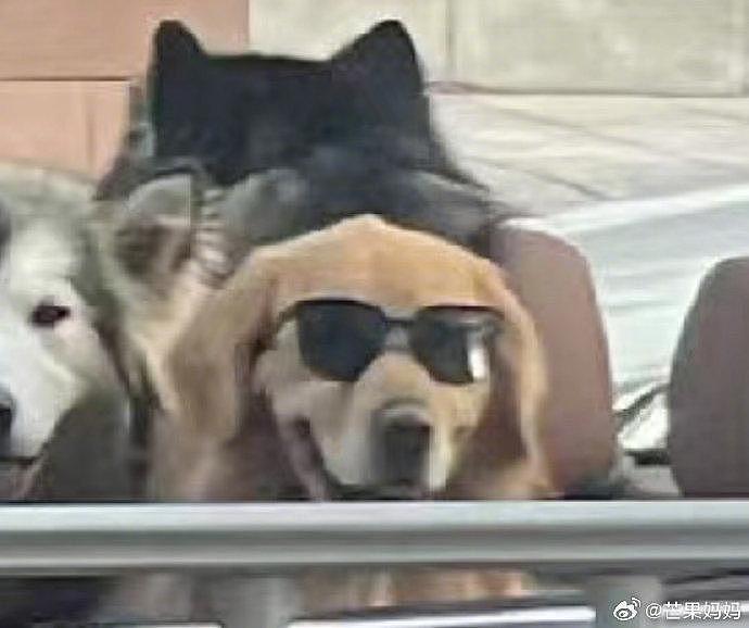 这是川渝狗子特有的松弛感吗，狗狗和他们的专职司机… - 6
