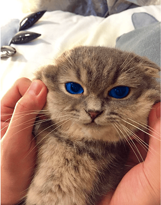 捉到一只来自喵星的胖猫,证据充分,不信看:它眼睛像蓝宝石一样! - 8