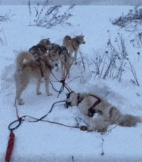 网友让5只哈士奇拉着雪橇出门，可没想到半道爆胎了，笑喷！ - 1
