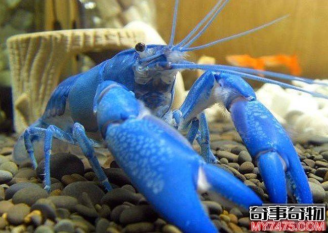 世界上最稀有颜色的小龙虾（通体呈宝蓝色）