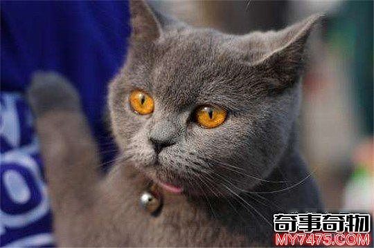 世界十大著名的宠物猫 布偶猫最温顺 缅因猫最霸气