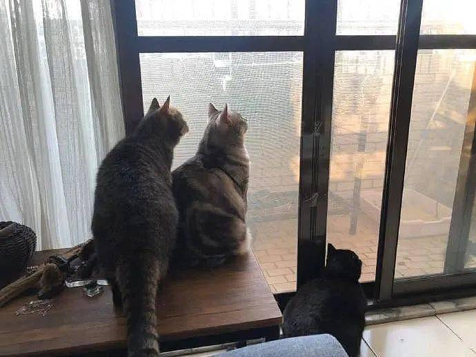 猫看窗外很投入，然后又有猫加入，后来才发现是在看鸟生蛋！ - 3