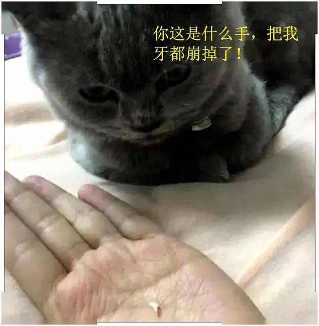 女孩抱着猫咪突然被咬了一口，感觉不是很疼，摊开手掌一看笑喷了 - 3