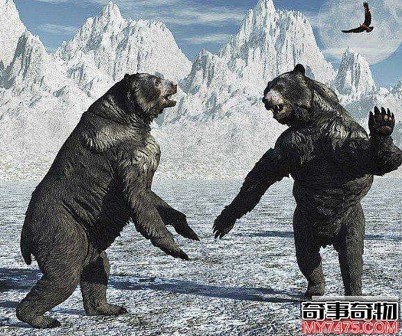 世界上体型最大最凶猛的熊