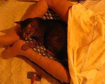 猫咪老是在腿上睡觉，导致无法行动，于是铲屎官想了个主意 - 3