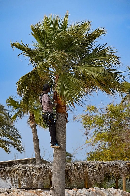 修剪棕榈植物是个技术活，而且会带来生命危险。图片来源：pixabay
