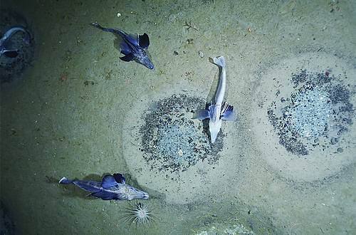 威德尔海域的雄性冰鱼守卫它们的巢穴。图片来源：阿尔弗雷德·韦格纳研究所