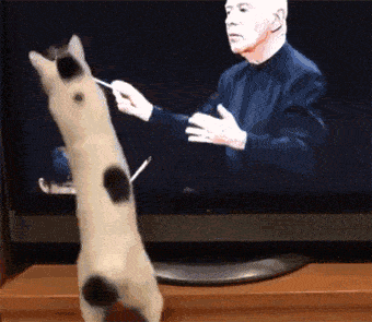 这猫把电视里舞台上的指挥棒当逗猫棒，玩得很开心，结果当.. - 2