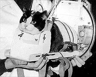 菲利塞特，世界上唯一去过太空的猫 - 7