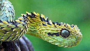 世界上最奇怪的蛇，竟然可以做妇女的耳环还有体香