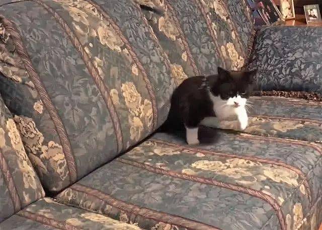 猫咪无端消失，主人急得满头大汗，突然发现沙发多了个白手套！ - 5