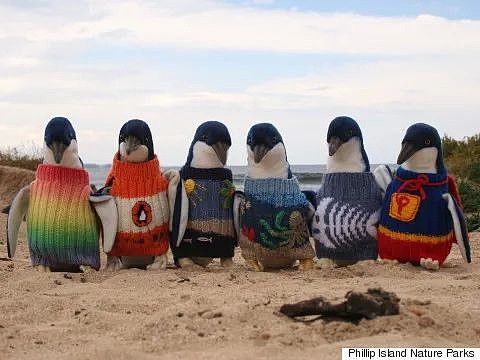 为了防止企鹅被冻死，全世界都开始给它们织毛衣了 - 5