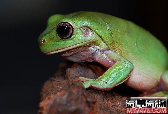 世界上最可爱的青蛙（憨厚的外表体形肥胖可爱）