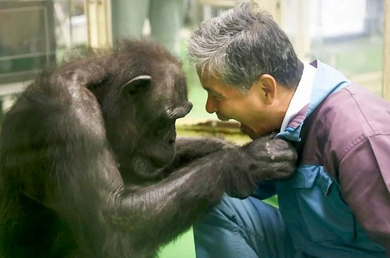2018 年，灵长类动物研究员松泽哲郎和一只名叫“爱”的黑猩猩在灵长类研究所的设施中在一起，松泽在2020年被解雇。 　　图源：KYODO NEWS STILLS VIA GETTY IMAGES