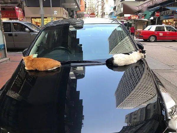 取车时看到两猫趴在车头，赶都赶不走，也不知怎么办才好！ - 3