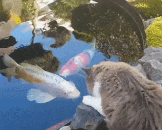 怕猫孤单，养了一池子锦鲤陪猫。网友：不怕被吃光？ - 10