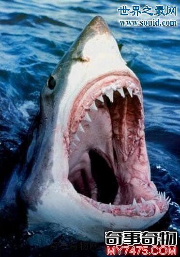 恐怖鲨鱼吃人图片 男子被袭击咬碎 九死一生