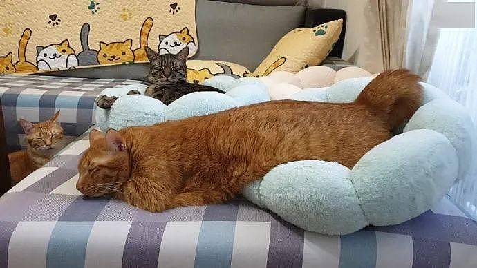 猫窝只能睡4公斤以下的猫，胖橘非要睡，于是只容下半边身体!网友:求胖橘大概多少斤? - 1
