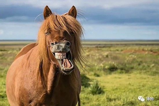 当一匹马对我笑，我患上了“恐牙症”！ - 1
