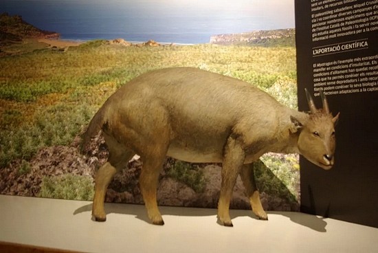 米克尔克鲁萨芳加泰罗尼亚古生物研究所（Miquel Crusafont Catalan Palaeontology Institute）的巴利阿里岛山羊复原物露出了睥睨的眼神。