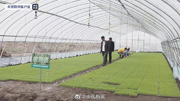 袁隆平团队“巨型稻”在天津正式插秧 - 2