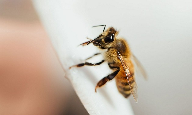 在行为研究中，蜜蜂已经证明了它们能理解数量“0”。它们还能被训练做简单的算术，不过科学家尚不清楚它们在野外条件下能否使用这种能力