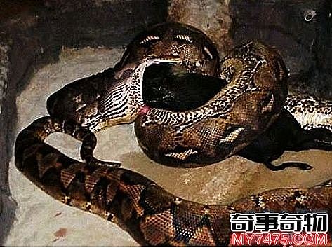 十种世界上最长的蛇 狂蟒之灾里的蟒蛇不完全是虚构的
