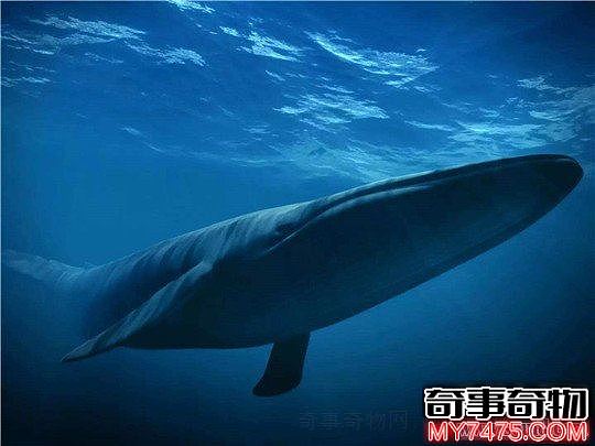 世界上长相最奇特的鲸独角鲸