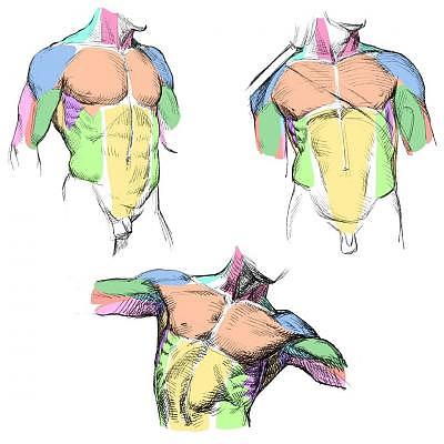 「绘画参考」人体手臂、腿部和躯体的解剖学原理结构（人体参考）