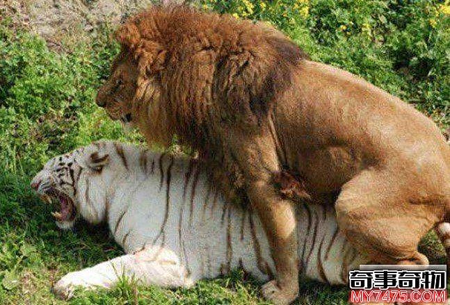 虎狮兽为什么比狮虎兽珍贵