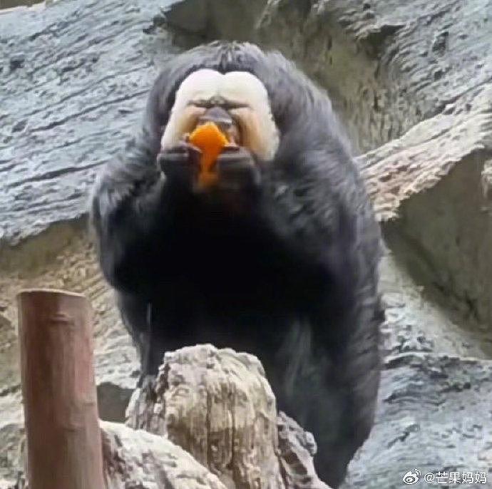 谁还没看过红山动物园顶流杜杜吃橙子，它怎么这么搞笑啊哈哈哈哈哈哈 - 3