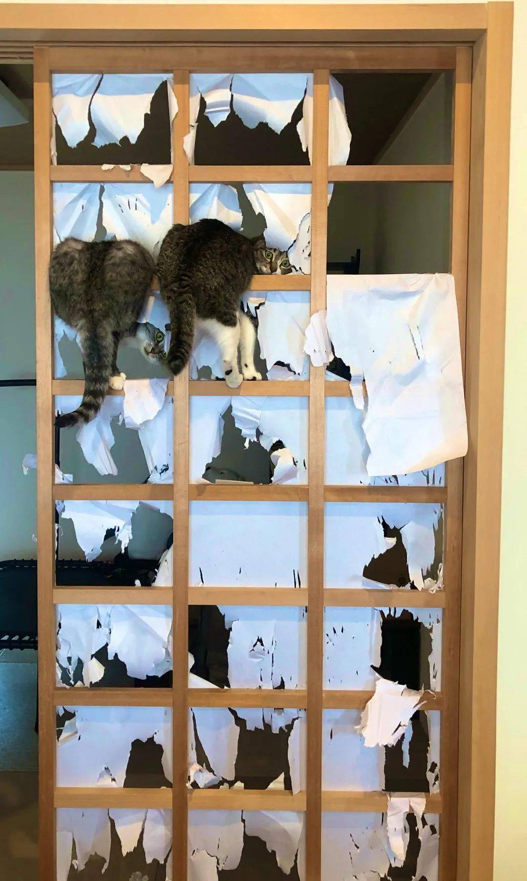 网友家的纸窗户刚糊上没几天…猫：请欣赏我的表演！ - 2