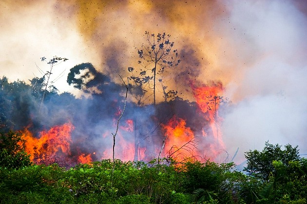 研究称2020年巴西野火致1690万动物死亡 - 1