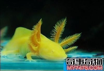 世界上最萌的鱼 六角恐龙当之无愧