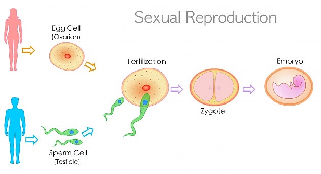 有性生殖过程