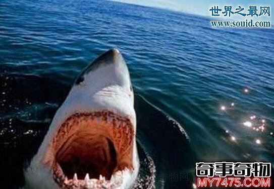 揭秘巨齿鲨生死谜真相 史前巨齿鲨能一口咬断鲸鱼