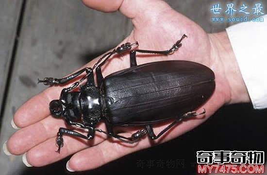 世界上最大的甲虫（其体长可以达到21厘米）