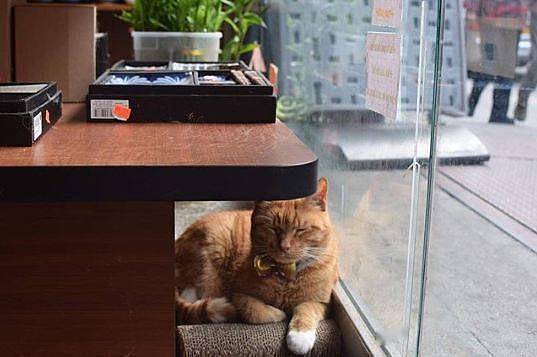 便利店捡到橘色流浪猫，它十年无休尽职看店，生意出奇好... - 11