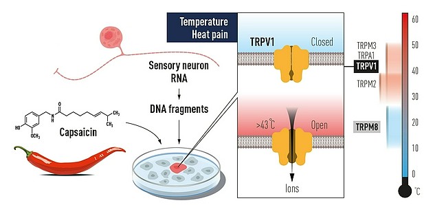 David Julius使用辣椒中的辣椒素来鉴定TRPV1，这是一种因令人疼痛的温度而激活的离子通道。其他相关的离子通道也已经被确认，我们如今已经知道不同的温度在神经系统中诱导电信号的方式。