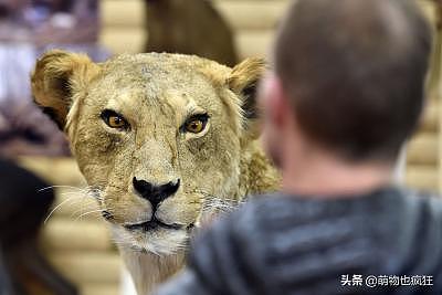 分享动物奇闻趣事、各种各样的的动物见闻，真是大开眼界呀