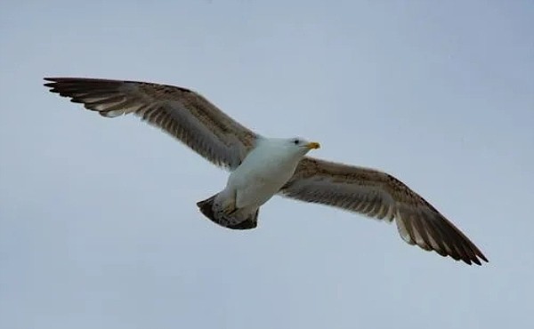 翼展最宽的鸟是什么鸟  最长可达3.7米 - 1