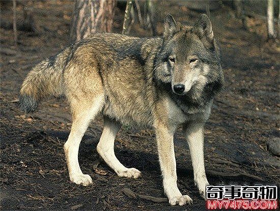 世界上腿最长的犬科动物 狼也会踩高跷了吗