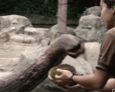 剽悍的象生不需要解释，新加坡动物园里的大象享受带刺榴莲 | Wildlife Reserves Singapore
