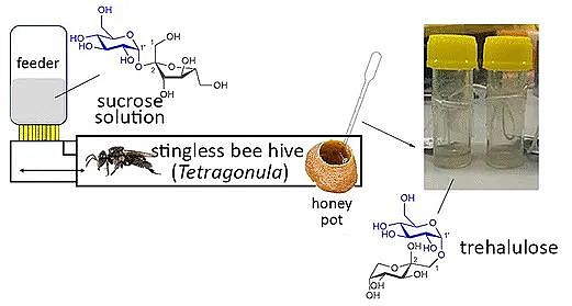 不蜇人蜜蜂的“绝世好蜜”，化学家帮忙打假 - 3