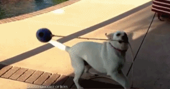 搞笑GIF：去过少林的狗狗就是不一样，这流星锤玩的可以 - 4