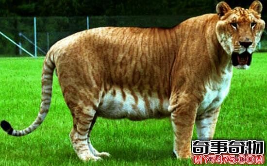 狮虎兽图片曝光 狮子和老虎所生的杂交动物 重千斤