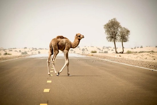 公路上的骆驼 | pixabay